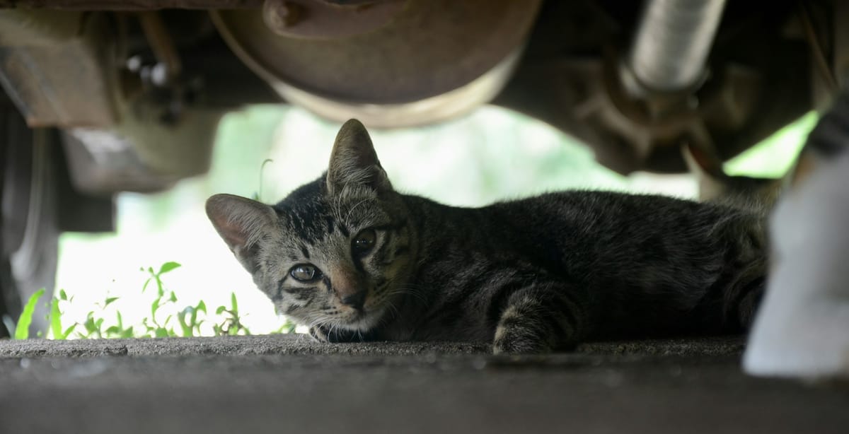 Will f*cking with cats kill Waymo?