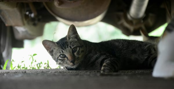 Will f*cking with cats kill Waymo?